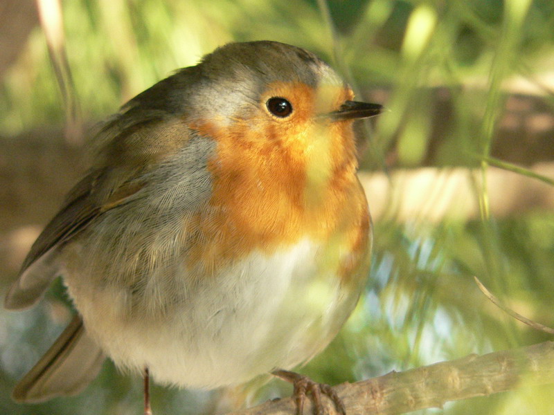 Pettirosso - Erithacus rubecula